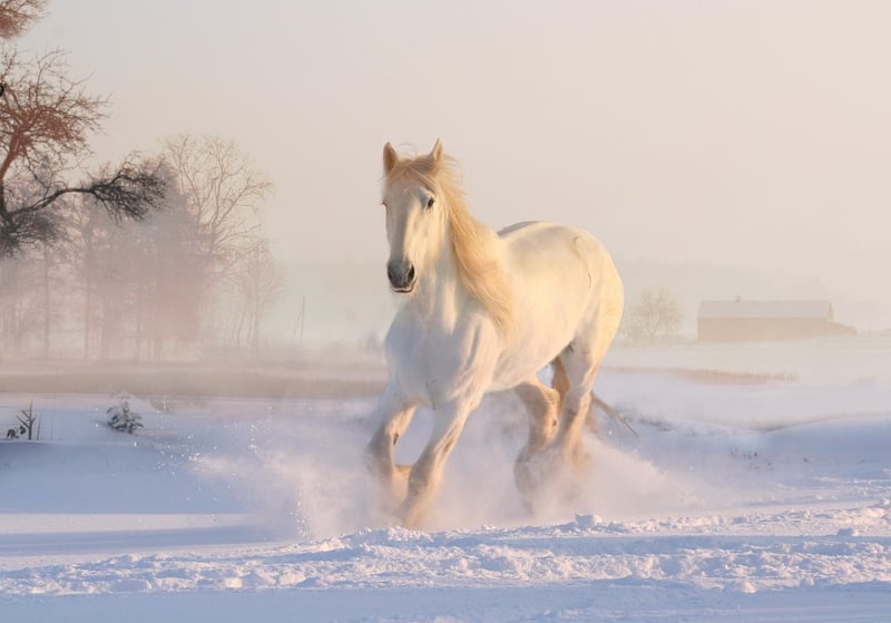 Winter Wonderland